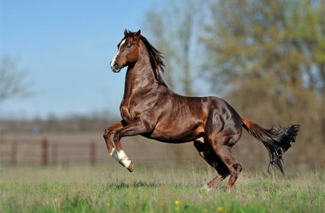 Thoroughbred Horse 